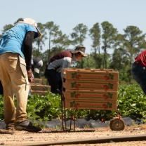 Farmworkers